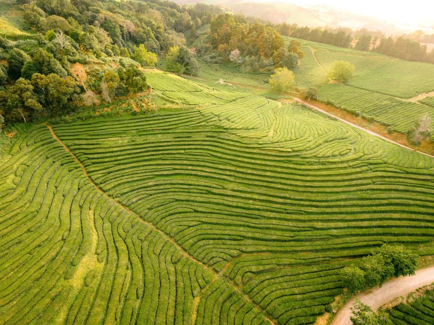 Furnas: Tea Plantations, Lake and Volcano Guided Tour - Steam, mineral water, and the Furnas calderas