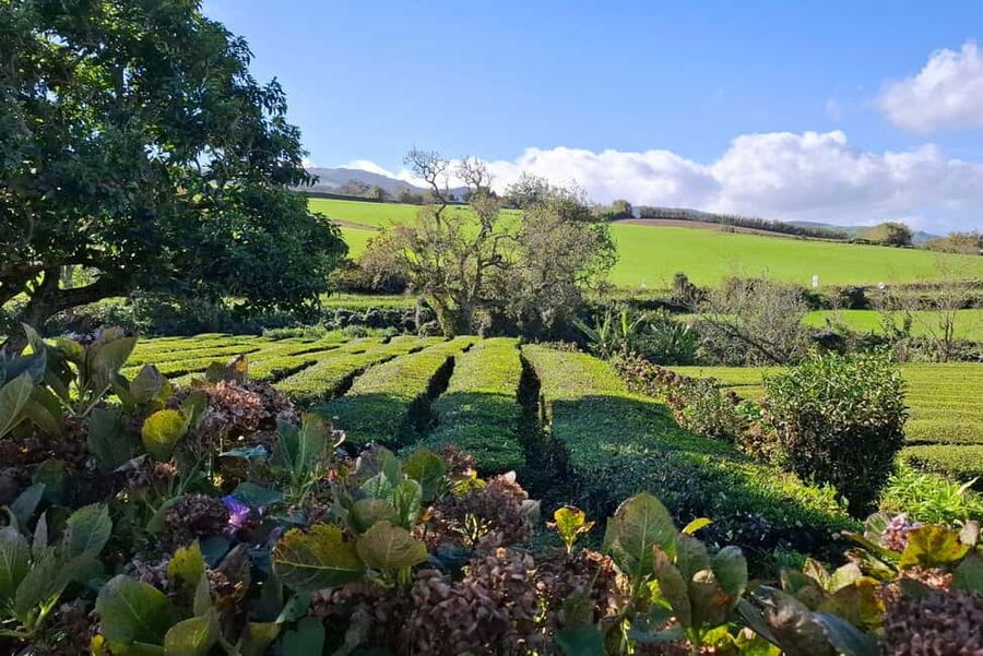 Furnas: Volcano Wonders, Tea Plantation & Waterfall Tour - Gorreana Tea Factory and the island’s unusual tea tradition