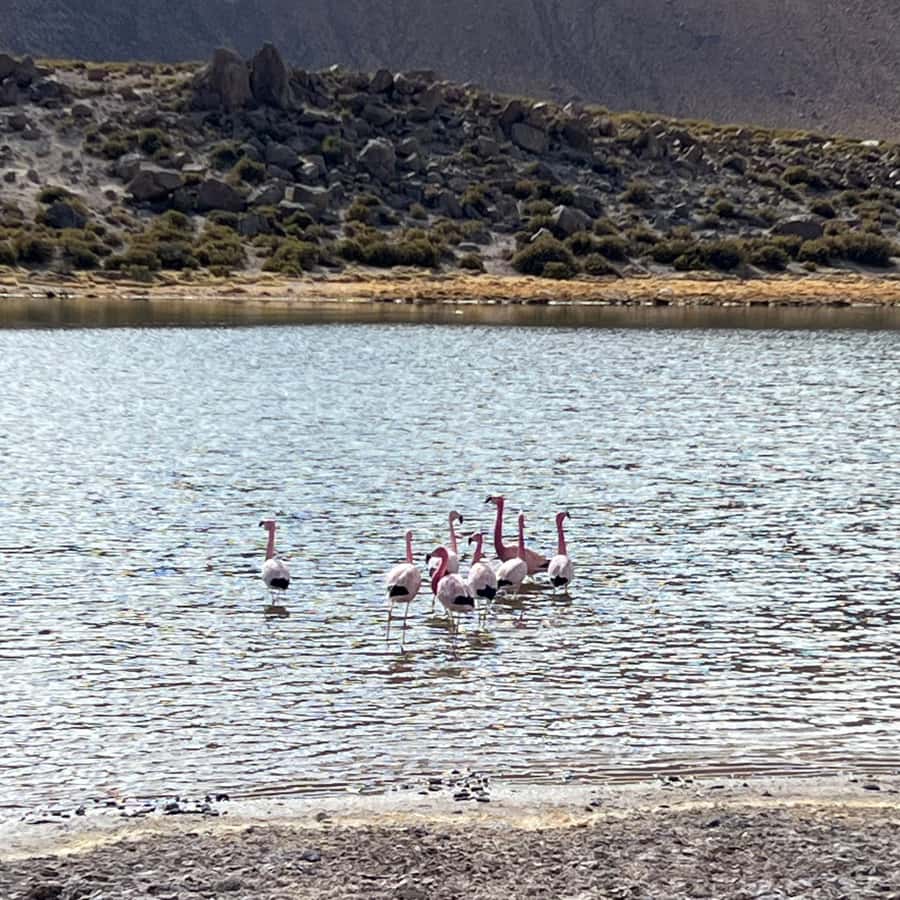 Geysers del Tatio: Sunrise and breakfast in Atacama - Bofedales and the view toward Machuca