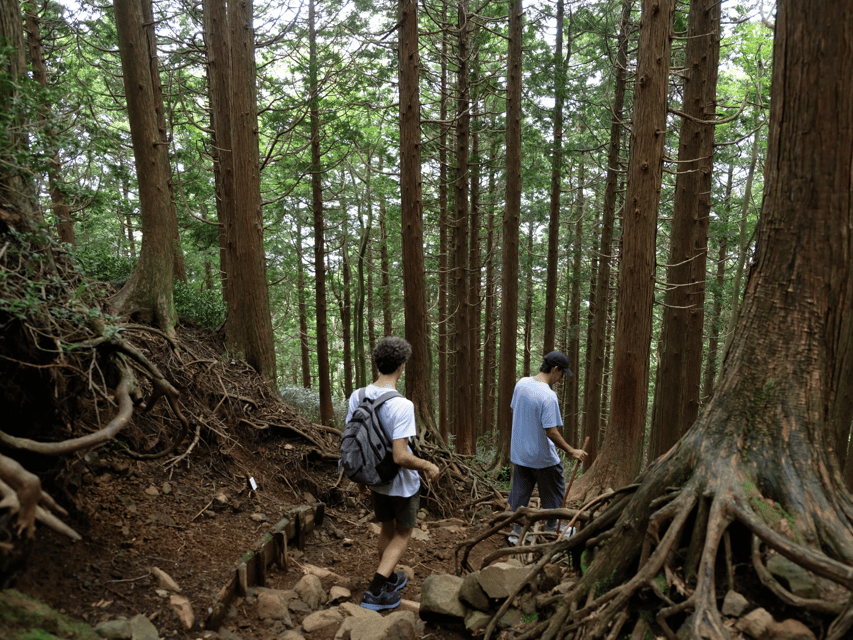 Hakone: Traverse the Hakone Caldera and Enjoy Onsen - Bamboo, birds, sakura, and winter snow