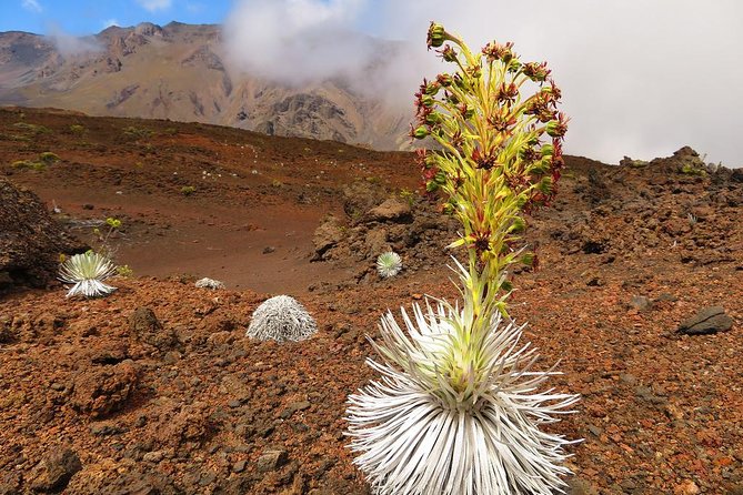 Haleakala Sunrise Best Guided Bike Tour with Bike Maui - Haleakala before dawn: the first half of the adventure