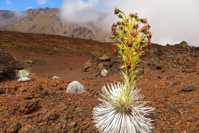 Haleakala Sunrise Best Self-Guided Bike Tour - Makawao, breakfast, and the second ride