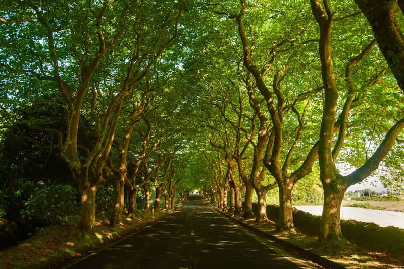 Half Day Tour - Algar do Carvão Lava Route - What the five ratings tell me