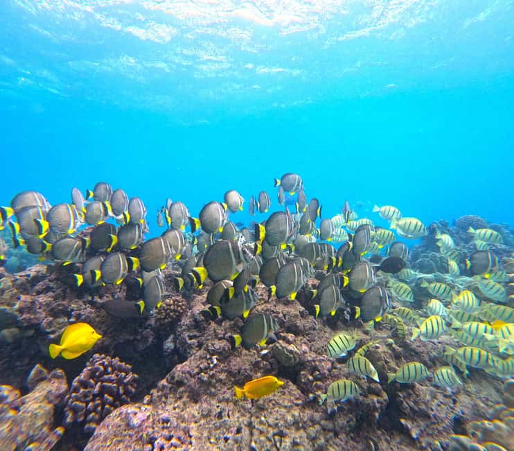 Hanauma Bay Guided Snorkel Tour with guaranteed entrance - How the $104 price measures up