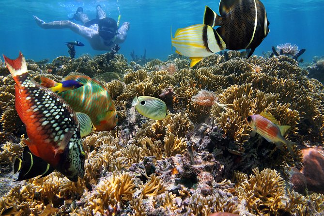 Hanauma Bay Snorkeling - What the water experience is really like