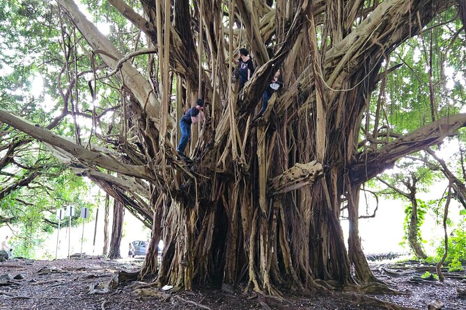 Hawaii Volcanoes, Waterfalls, Beaches & Hilo Highlights Day Tour - Big Island Candies and local island treats