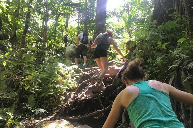 Hiking Mount Liamuiga Volcano in St Kitts - Coming back down is not an easy half