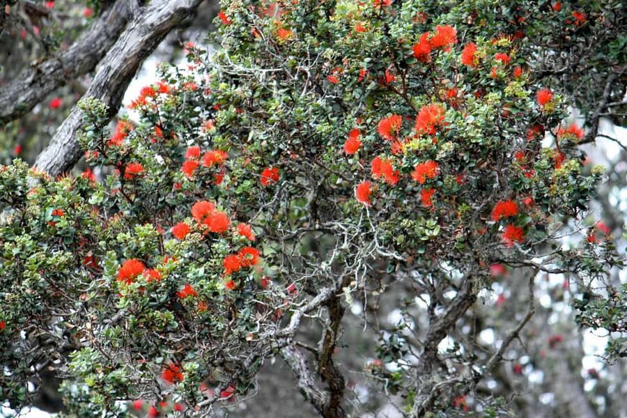 Hilo: Hawaii Volcanoes National Park and Hilo Highlights … - Returning to Hilo with Big Island Candies