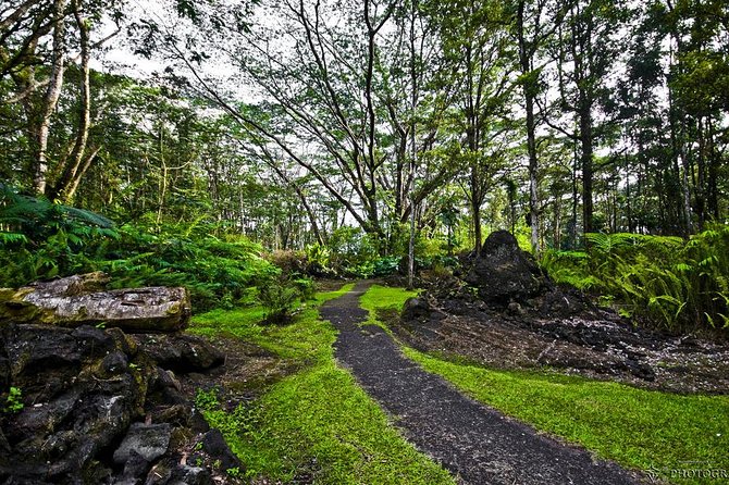 Hilo Shore Excursion: Volcano Safari Lava Caves & Black Sand - Lava Tree State Park and the shapes left in the forest
