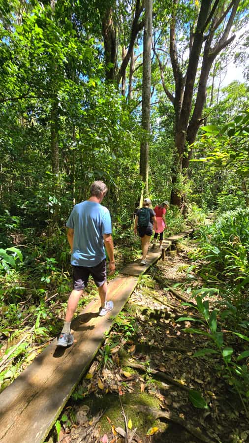 Honolulu: Hawaiian Volcanic Rainforest Hike - Key points at a glance