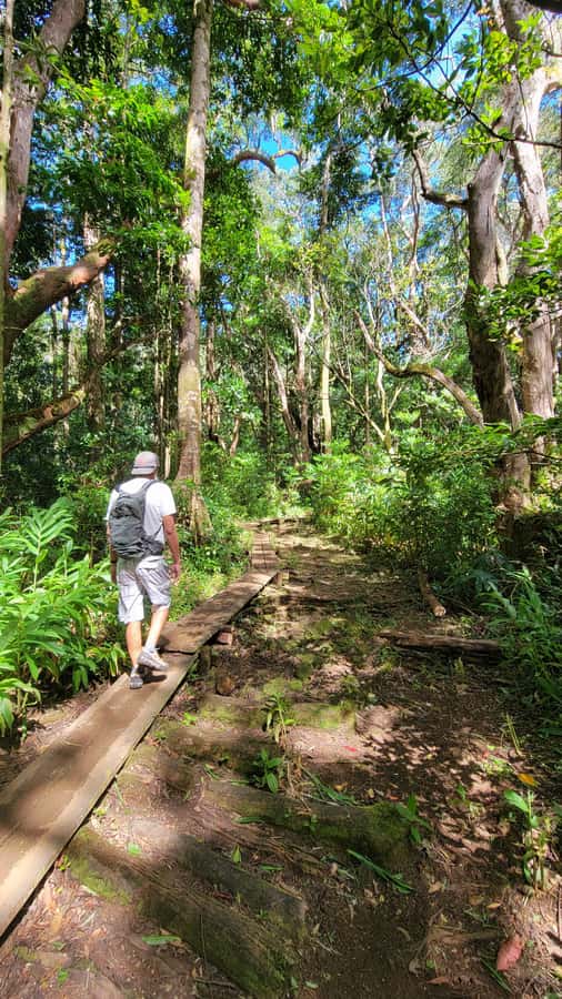 Honolulu: Hawaiian Volcanic Rainforest Hike - A rainforest hike with a worthwhile uphill payoff