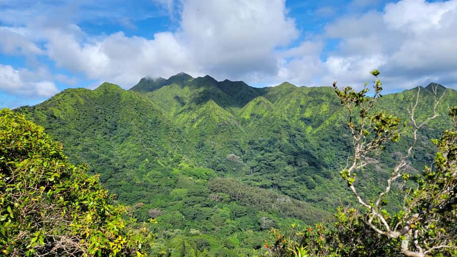 Honolulu: Hawaiian Volcanic Rainforest Hike - The climb to 600 feet