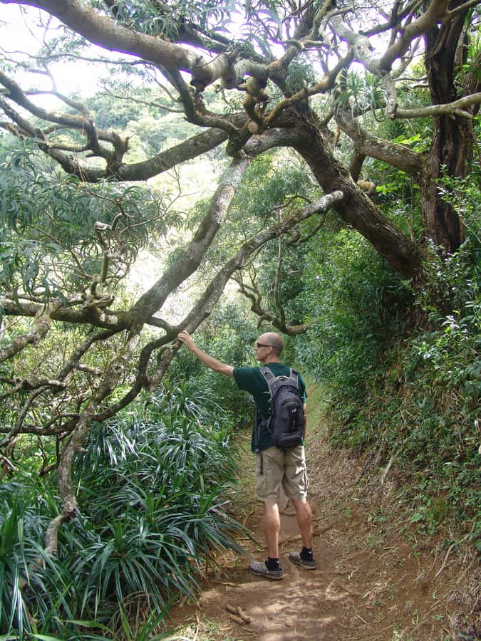 Honolulu: Hawaiian Volcanic Rainforest Hike - What the guide adds to the walk