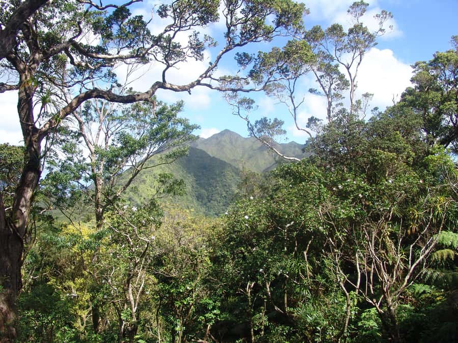 Honolulu: Hawaiian Volcanic Rainforest Hike - What you get for $90