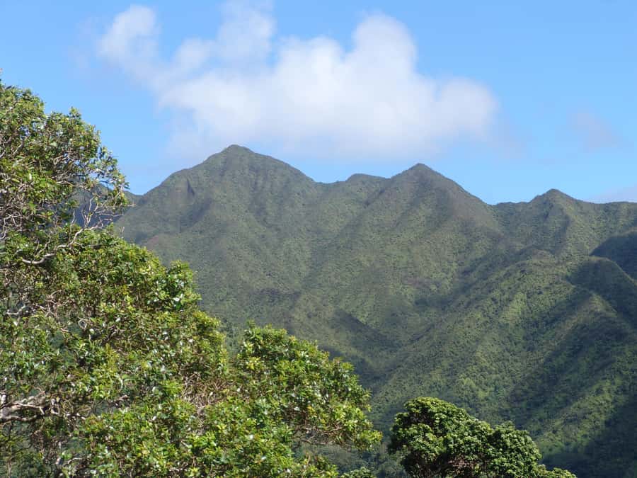 Honolulu: Hawaiian Volcanic Rainforest Hike - Who should book this hike