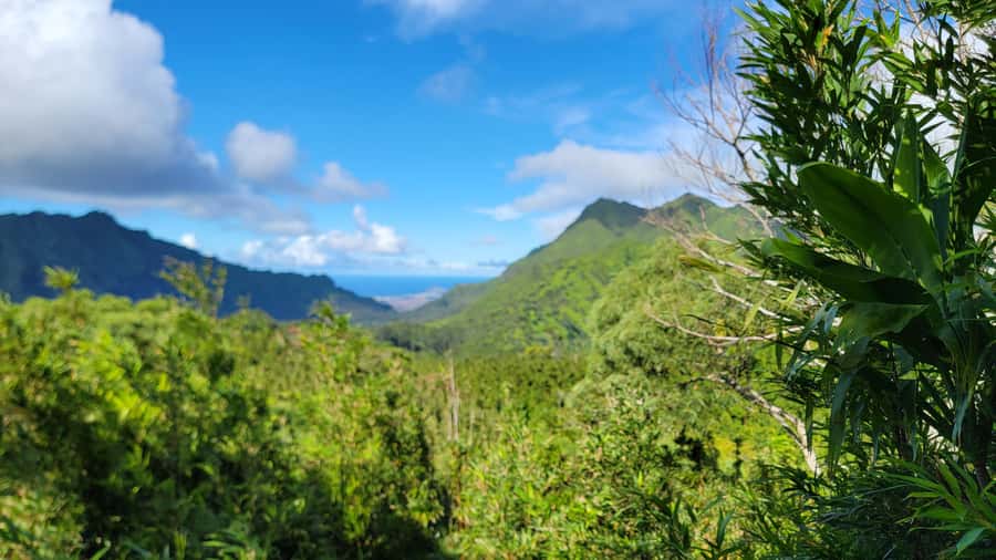 Honolulu: Hawaiian Volcanic Rainforest Hike - Starting beneath Oahu’s native forest