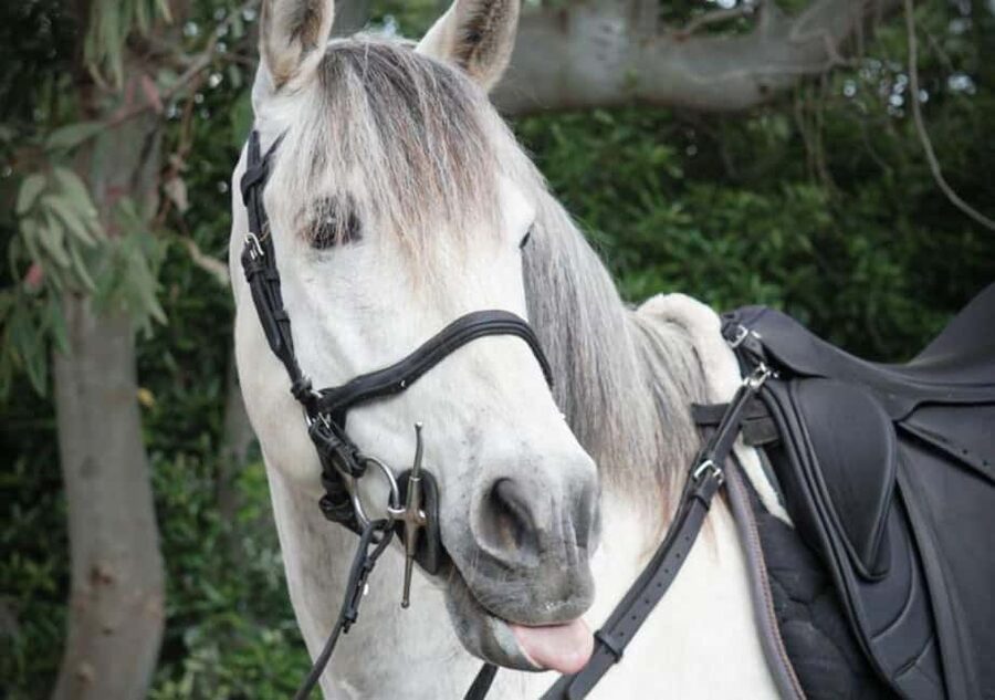 Horseback Ride on Mt. Vesuvius - Riding Vesuvius Below the Crater Rim