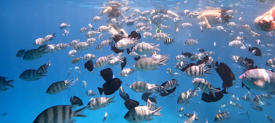 Hurghada: White Island Speedboat Tour, Snorkeling, & Lunch - Who will enjoy this day most