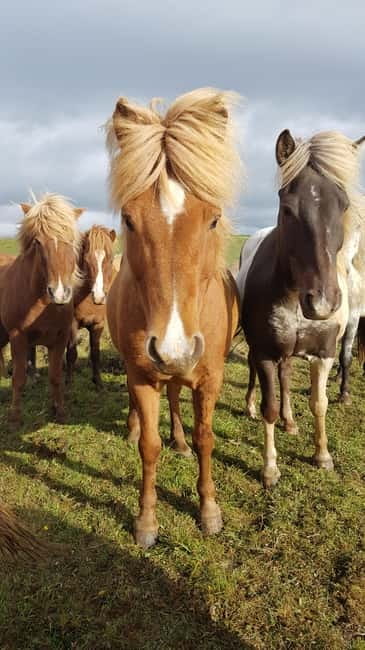 Iceland: Volcanic Landscape Horse Riding Tour - Riding through Víðidalur’s volcanic countryside