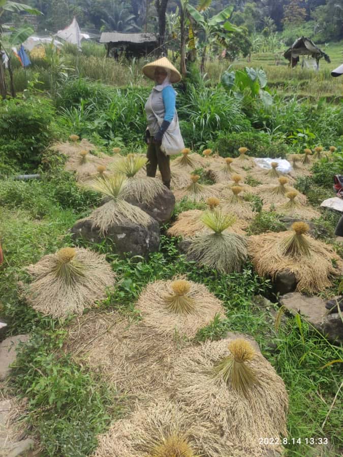 Jakarta: Active Volcano, Waterfall &beautiful local village - A short stop at the Ciater tea plantation