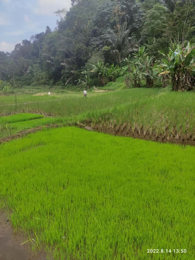 Jakarta: Active Volcano, Waterfall &beautiful local village - Who should book this West Java day trip?