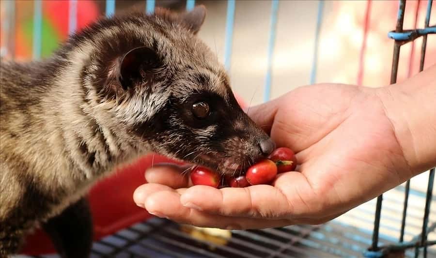 Jakarta: Bandung Volcano Day Tour - Kopi Luwak and Indonesian Coffee Culture