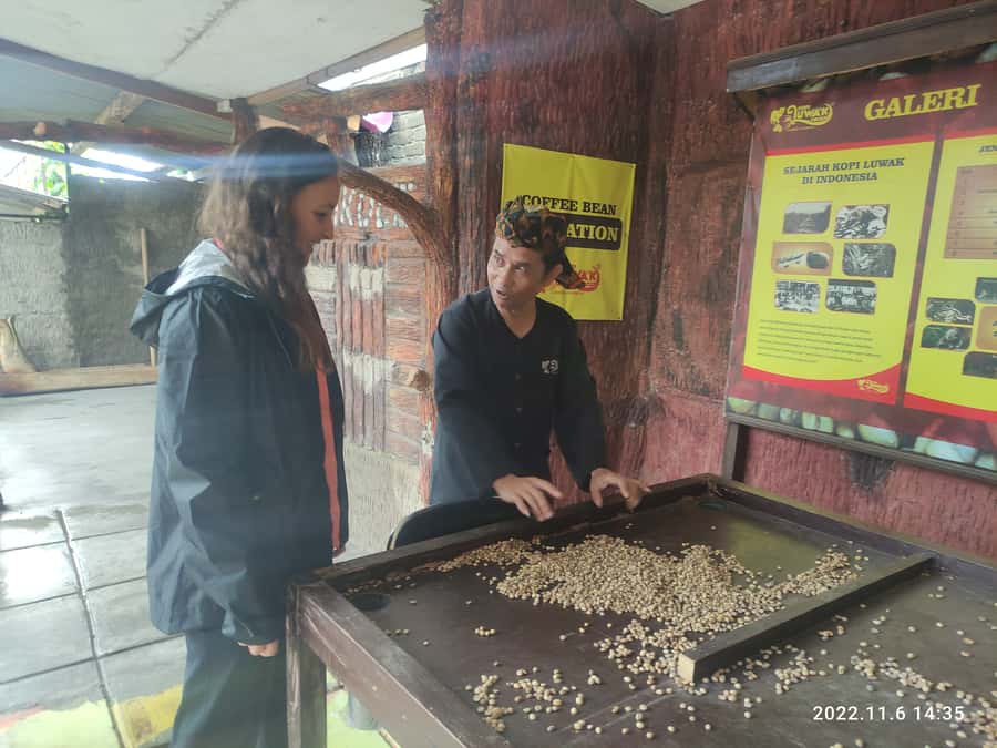Jakarta :Volcano, HotSpring, Tea Factory, RiceField, &Coffee - Who should book this West Java day trip?