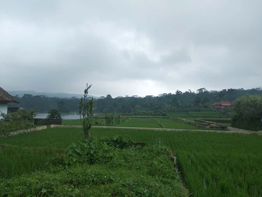 Jakarta :Volcano, HotSpring, Tea Factory, RiceField, &Coffee - Pineapple farms and rice fields near Subang