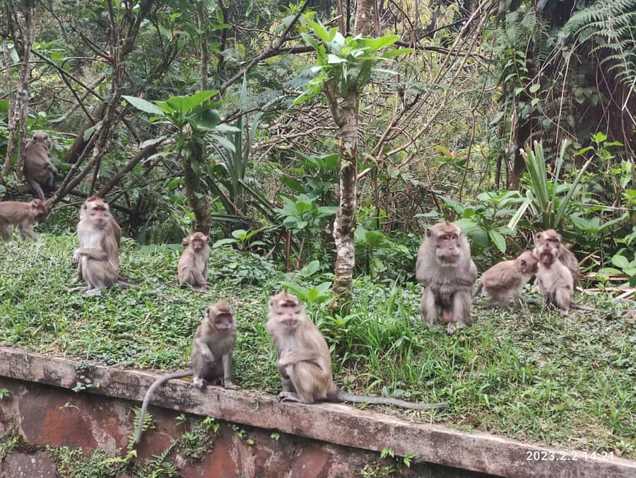 Jakarta :Volcano, HotSpring, Tea Factory, RiceField, &Coffee - Luwak coffee at Cikole