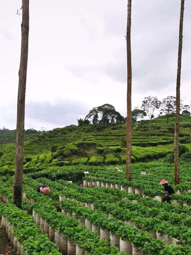 Jakarta: Volcano or Suspension Bridge,Ricefield & Hot Spring - Should you book this Java volcano day?