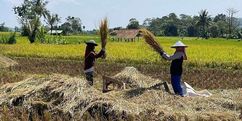 Jakarta: Volcano, Tea/Rice Fields, Hot Spring, Local Food - Lunch in Lembang and the value of a local meal