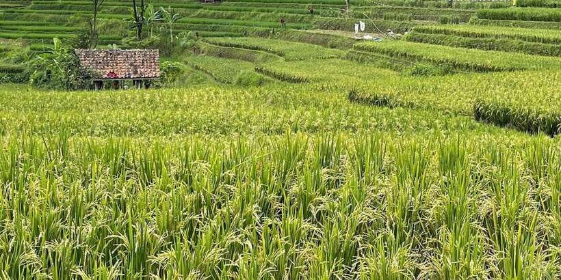 Jakarta: Volcano, Tea/Rice Fields, Hot Spring, Local Food - Tea fields around Ciater Cagak
