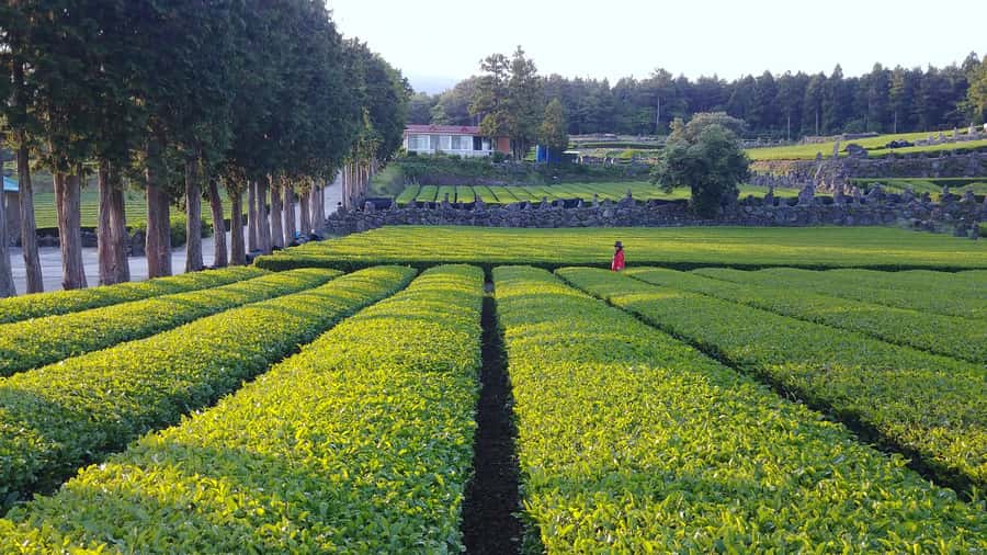 Jeju: Mt. Hallasan Hike and UNESCO Sites Day Tour - Key points at a glance