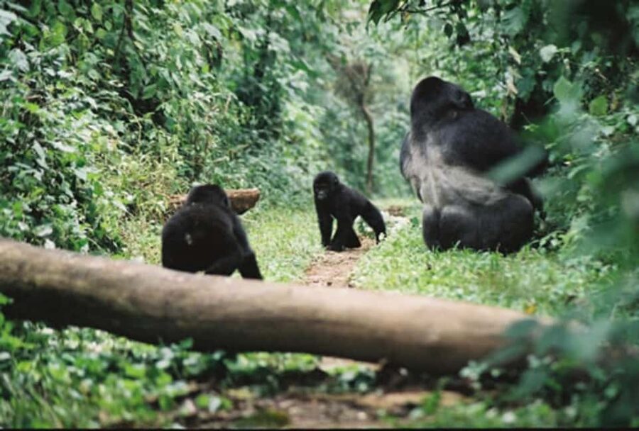 Kigali: Gorilla Trekking in Volcanoes National Park - Why the gorilla encounter matters
