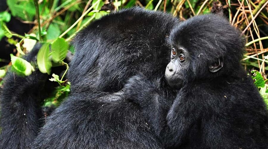 Kigali: Gorilla Trekking in Volcanoes National Park - Leaving Kigali at 4:30 a.m.