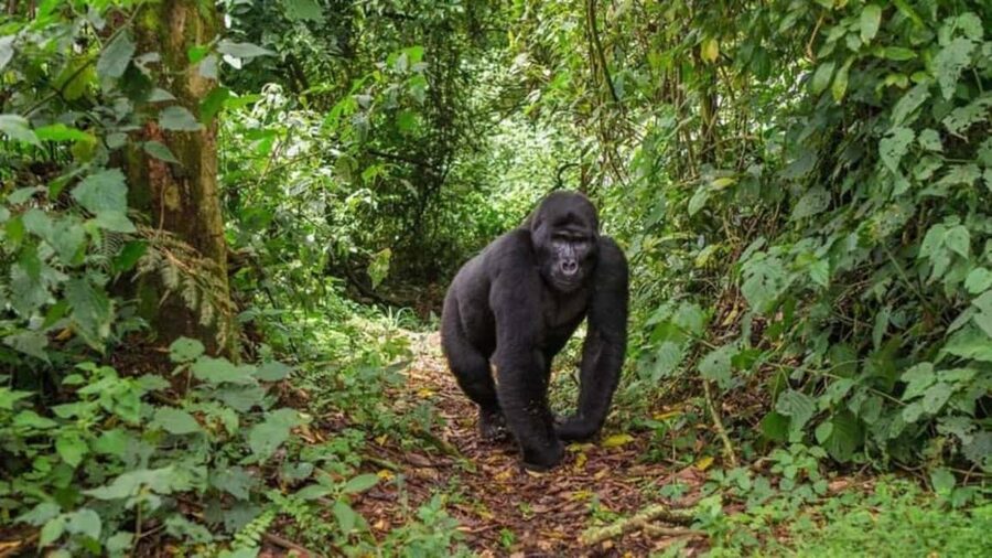Kigali: Gorilla Trekking in Volcanoes National Park - The 2 to 8 hour forest trek