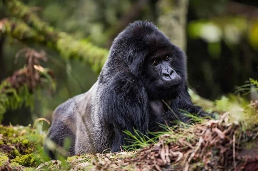 Kigali: Gorilla Trekking in Volcanoes National Park - Kinigi park headquarters and the ranger briefing