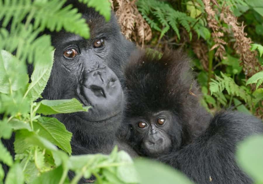 Kigali: Rwanda Gorilla Tracking in Volcanoes National Park - Key points to know before you book