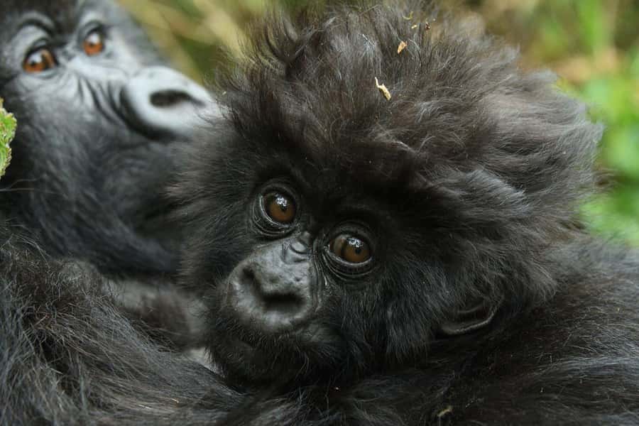 Kigali: Rwanda Gorilla Tracking in Volcanoes National Park - Coffee, briefing, and the park entrance