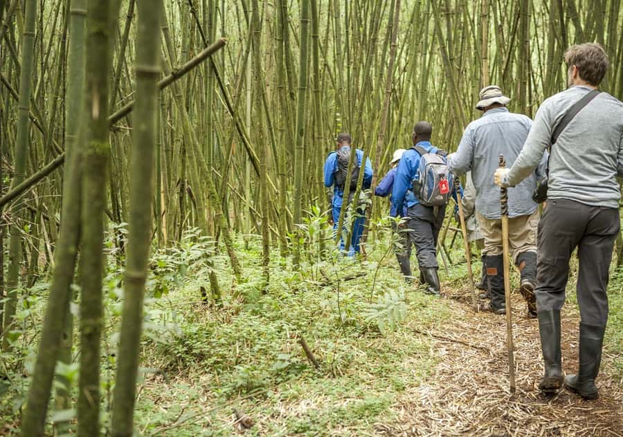 Kigali: Rwanda Gorilla Tracking in Volcanoes National Park - The long return to Kigali