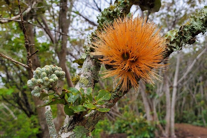 Kīlauea hike and lava gazing with Native Hawaiian - Reaching the southern cliffs of Halemaʻumaʻu
