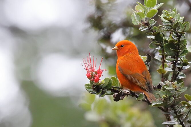 Kīlauea hike and lava gazing with Native Hawaiian - Booking, cancellation, and meeting details