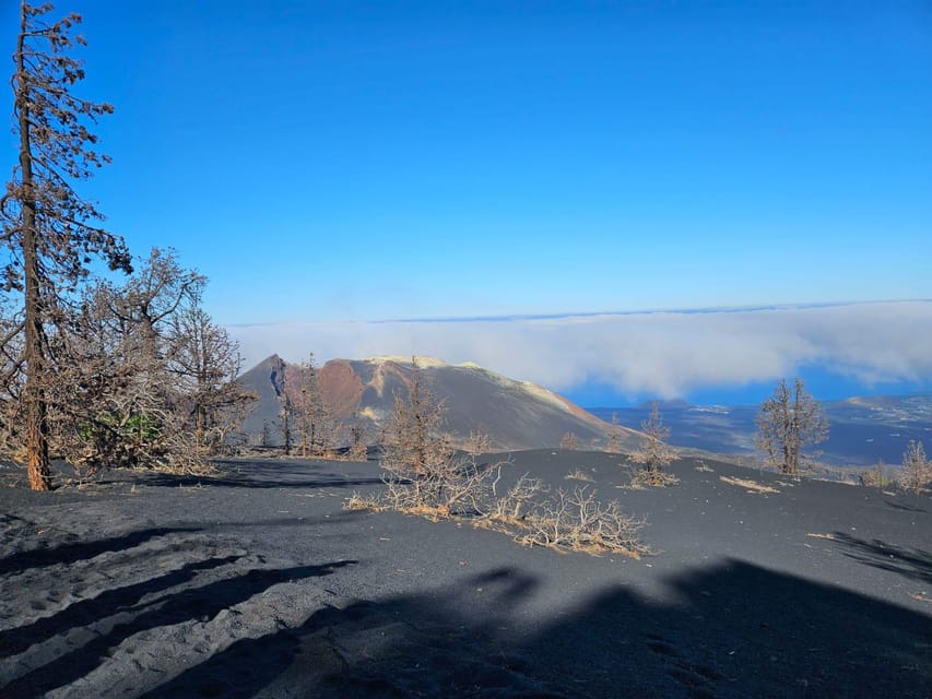 La Palma: Tour to the new Tajogaite volcano 360º. - Plant recovery around the black ground