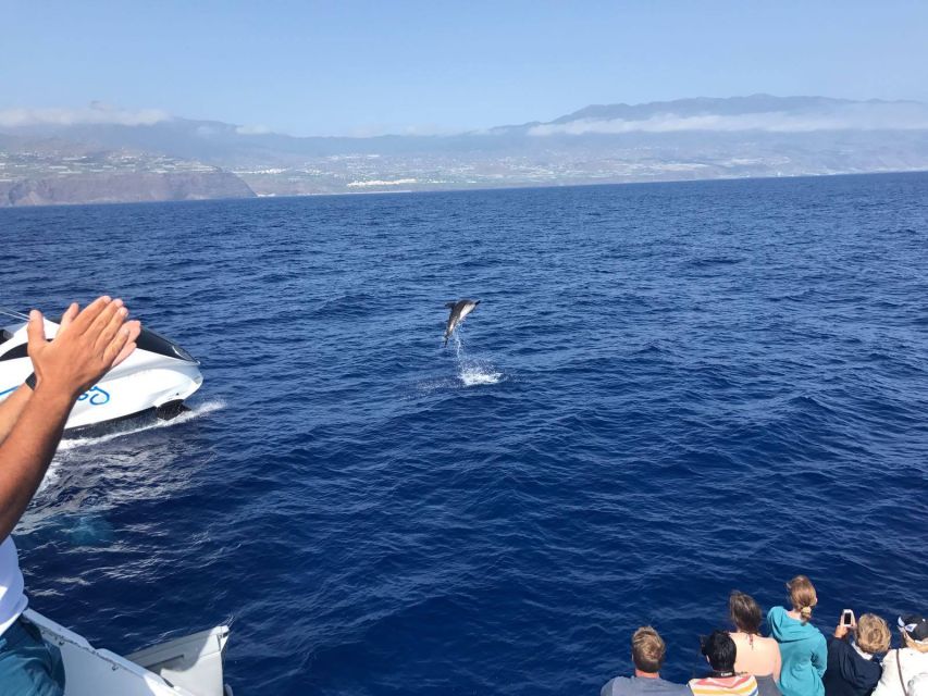 La Palma: Wildlife Viewing and Cumbre Vieja Boat Tour - Key points to know before sailing