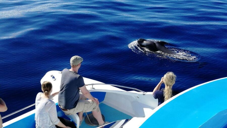 La Palma: Wildlife Viewing and Cumbre Vieja Boat Tour - A whale search with La Palma’s volcanic coast in the background