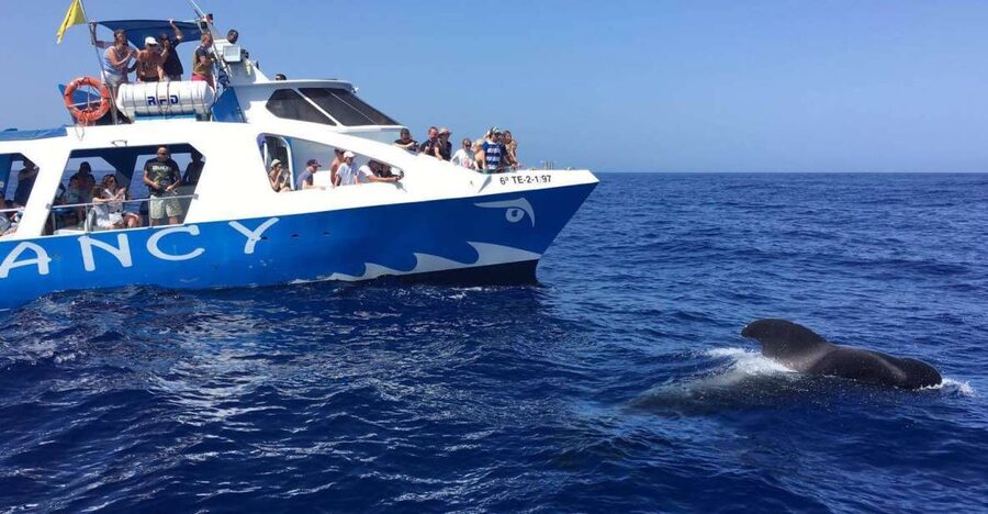 La Palma: Wildlife Viewing and Cumbre Vieja Boat Tour - The wildlife search on the open Atlantic