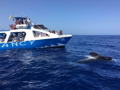La Palma: Wildlife Viewing and Cumbre Vieja Boat Tour