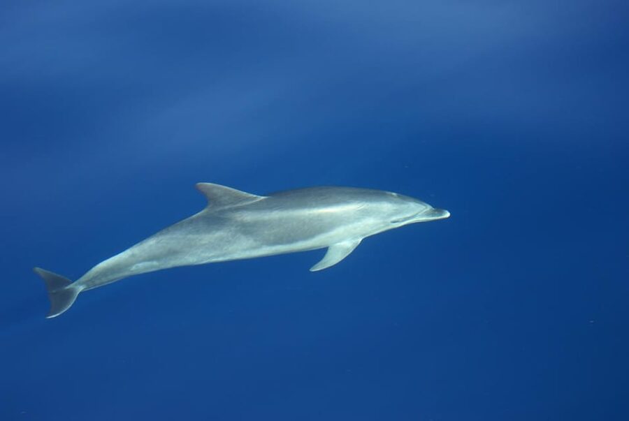La Palma: Wildlife Viewing and Cumbre Vieja Boat Tour - What the trip feels like in changing sea conditions