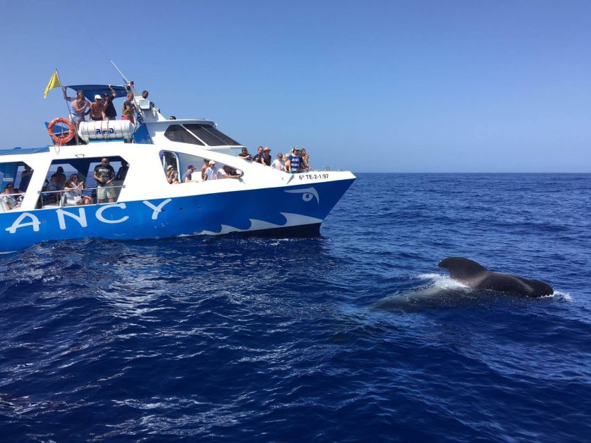La Palma: Wildlife Viewing and Cumbre Vieja Boat Tour - Four viewing areas on the Fancy II
