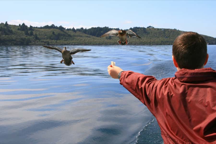 Lake Taupo: 1.5-Hour Māori Rock Carvings Cruise - Key things to know before you sail